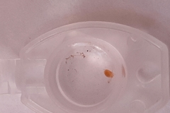 Oligostraca