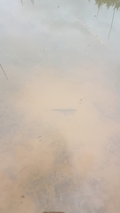 Lissotriton vulgaris