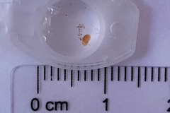 Oligostraca
