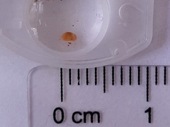 Oligostraca
