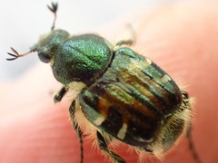 Trichiotinus piger