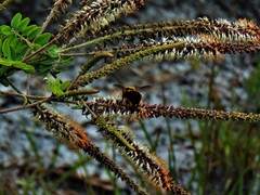 Amorpha herbacea