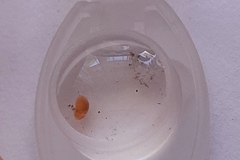 Oligostraca