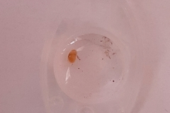 Oligostraca