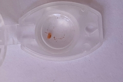 Oligostraca