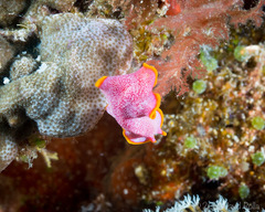 Pseudoceros ferrugineus