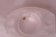 Oligostraca