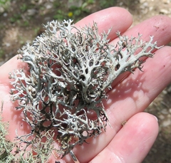 Pseudevernia