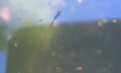 Oligostraca