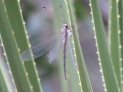 Ascaloptynx appendiculata