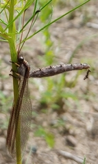 Ascaloptynx appendiculata