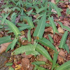 Ipomoea aquatica