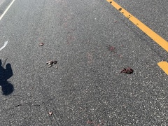 Malaclemys terrapin terrapin