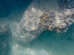 Montipora capitata