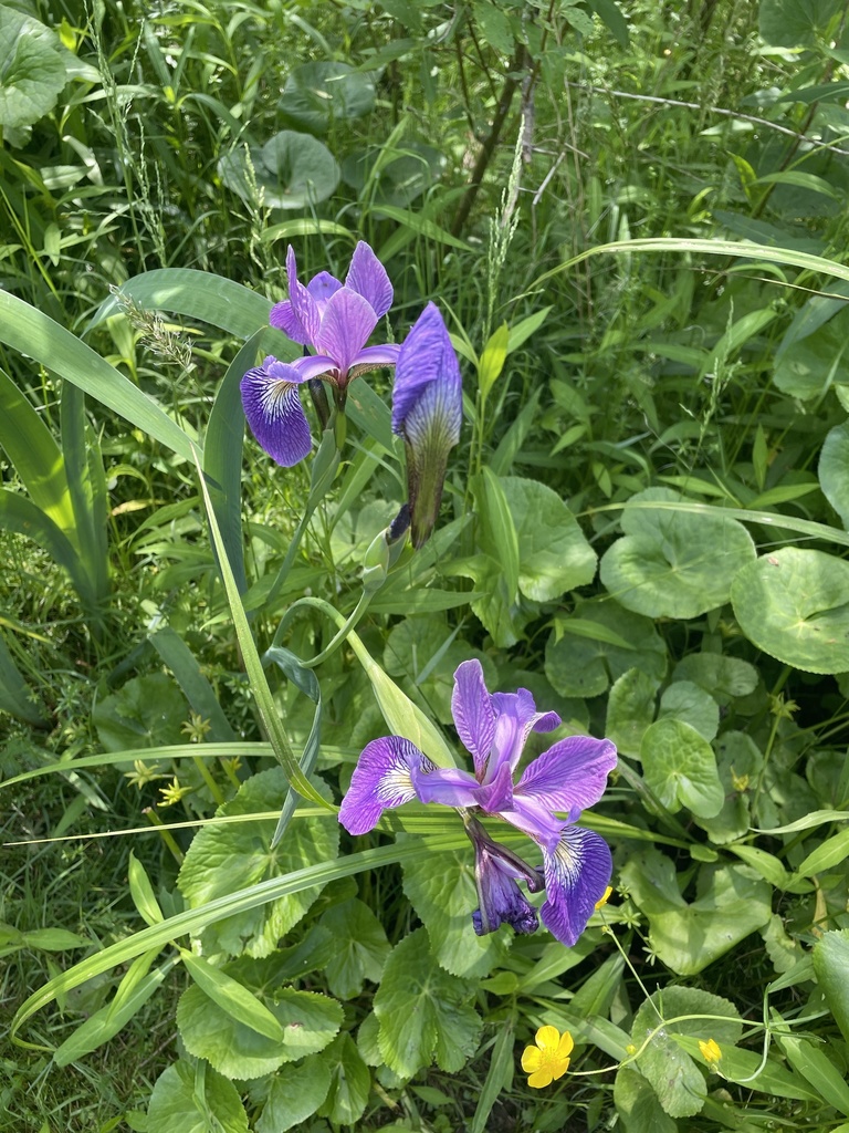 Blue Flag Iris — research-grade photo via iNaturalist