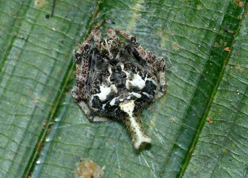 Eriovixia porcula