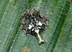 Eriovixia porcula