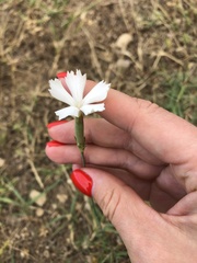 Dianthus awaricus