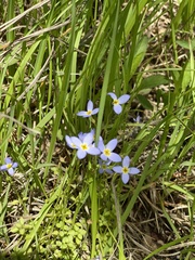Houstonia serpyllifolia