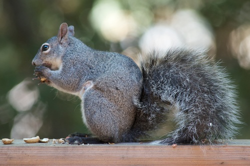 Tree Squirrel Wikipedia, 50% OFF | einvoice.fpt.com.vn