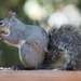 Western Gray Squirrel - Photo (c) Jon Sullivan, some rights reserved (CC BY)