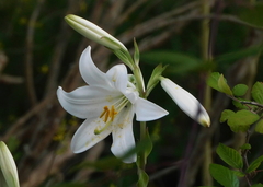 Lilium candidum