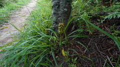 Amorphophallus kiusianus