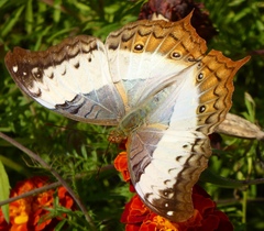 Vindula dejone erotella