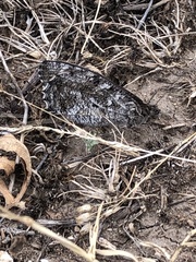 Hipparchia pellucida