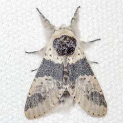 Furcula modesta