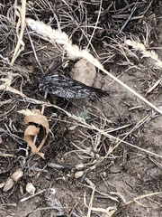 Hipparchia pellucida