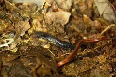 Plethodon shermani