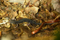 Plethodon shermani