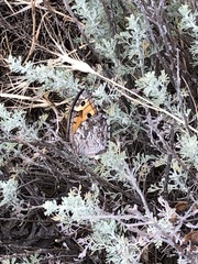 Hipparchia pellucida