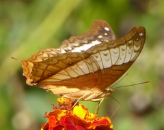 Vindula dejone erotella