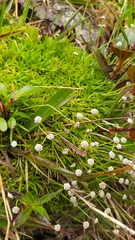 Paepalanthus dendroides