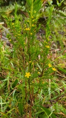 Hypericum chamaemyrtus