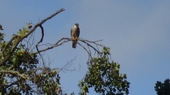 Falco subbuteo