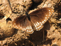 Papilio clytia clytia