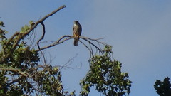 Falco subbuteo