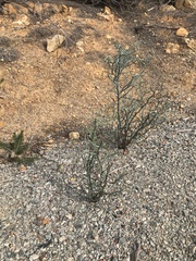 Acacia aphylla