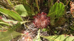 Protea scolopendriifolia