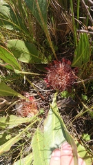 Protea scolopendriifolia