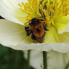 Bombus hypnorum