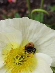 Bombus hypnorum