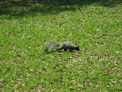 Sciurus niger niger
