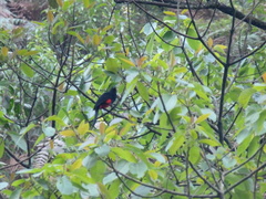 Hypopyrrhus pyrohypogaster