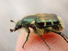 Trichiotinus piger