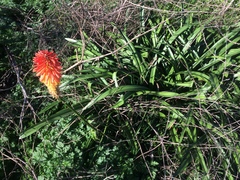Kniphofia uvaria