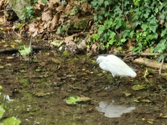 Egretta garzetta